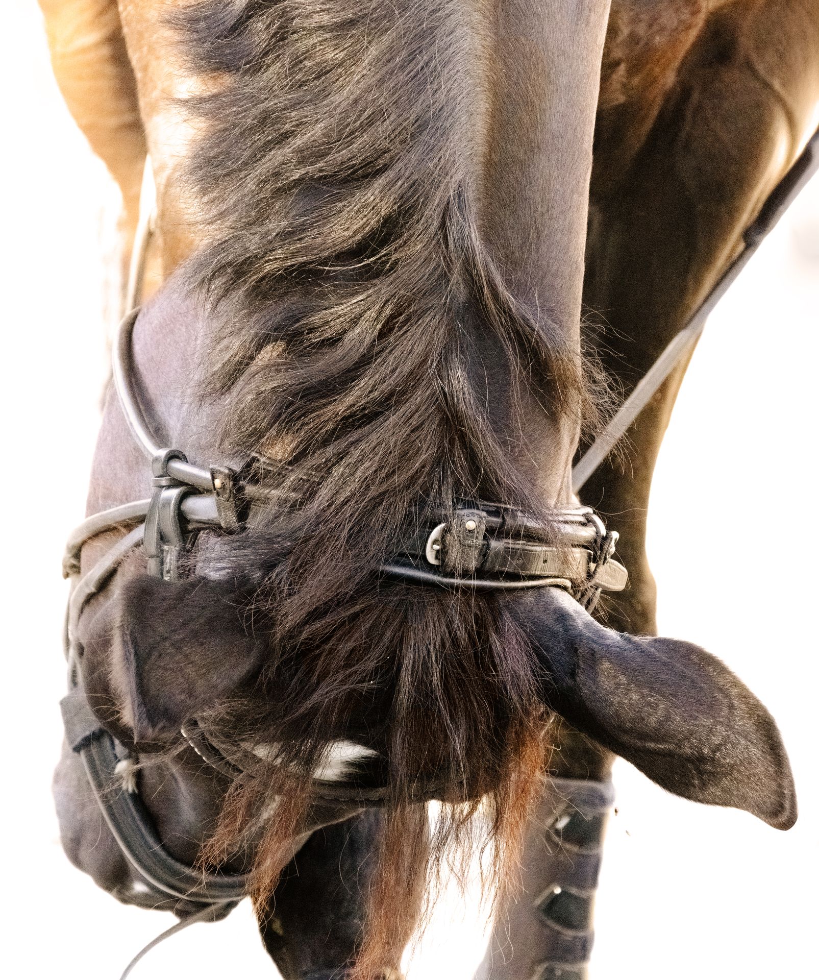 photographie équestre de cheval en belgique
