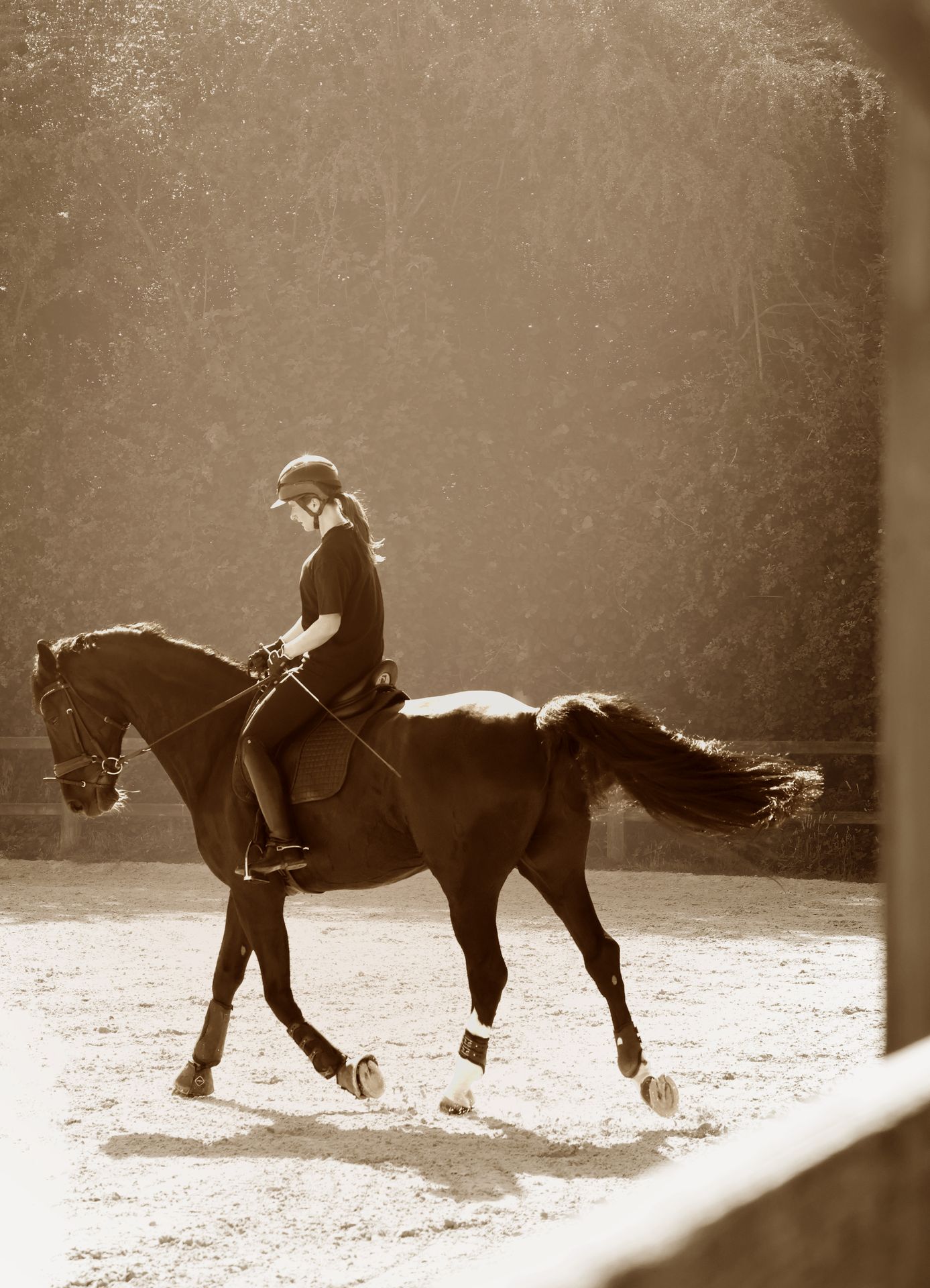 photographie équestre de cheval en belgique