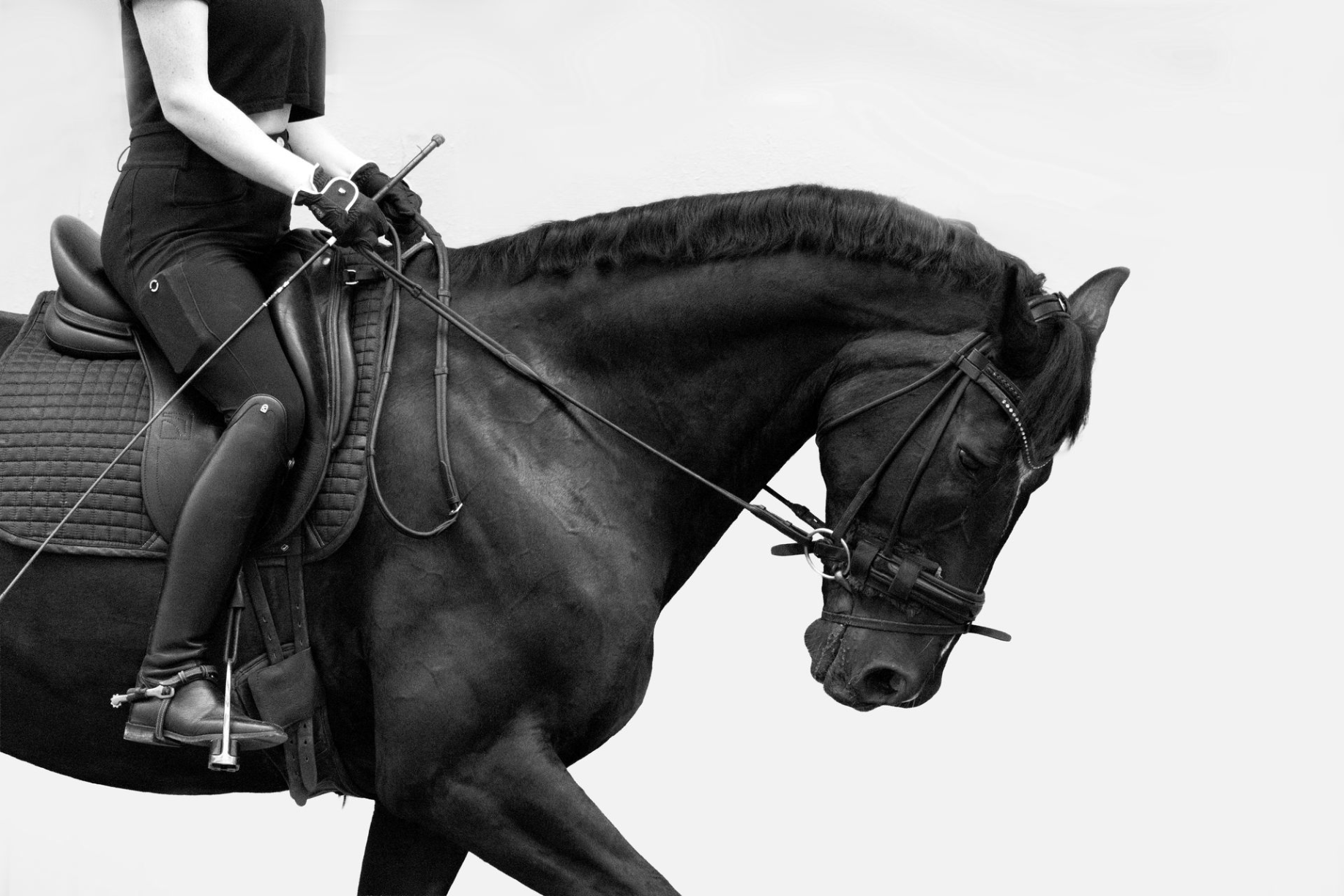 photographie équestre de cheval en belgique