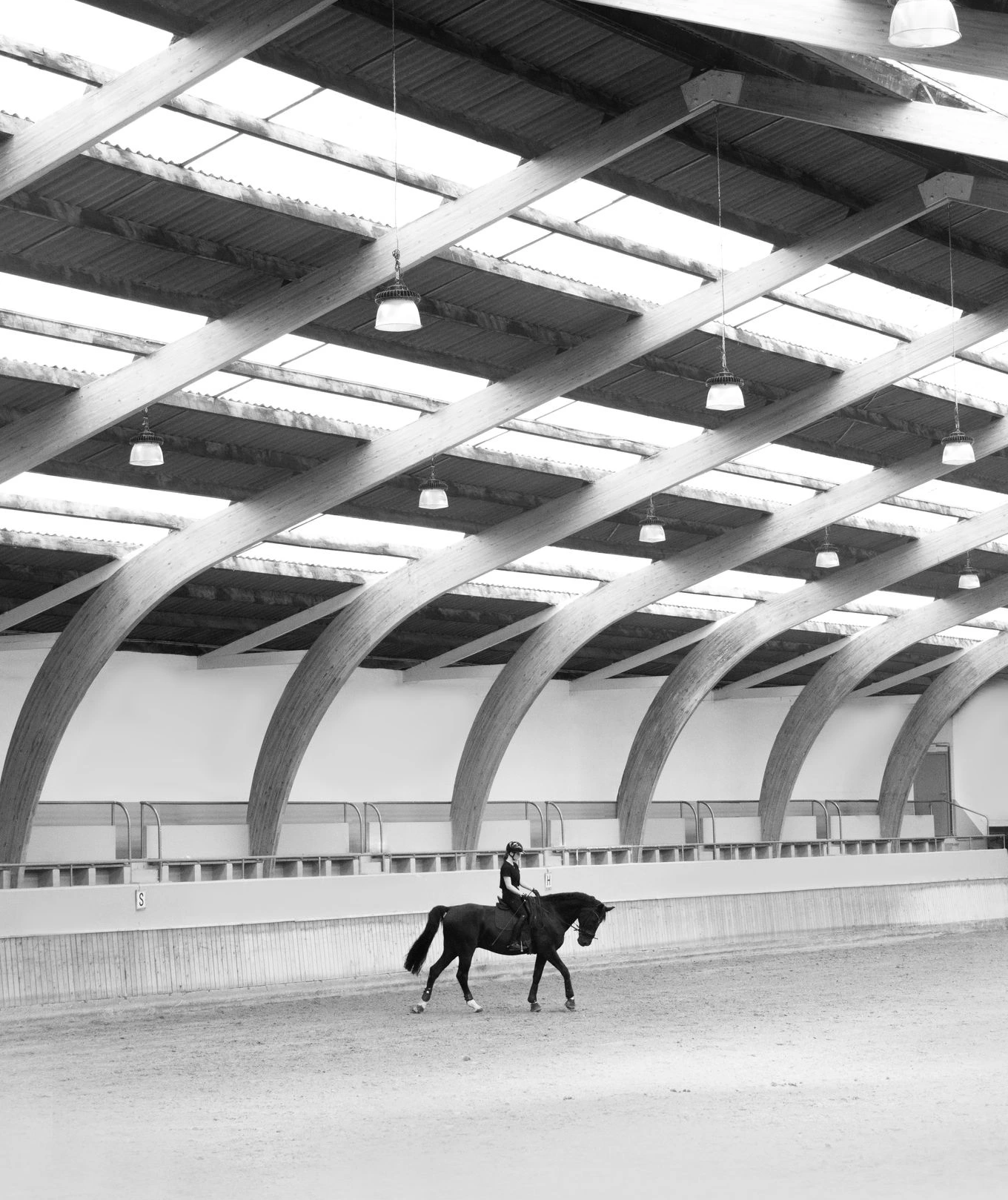 photographie équestre de cheval en belgique