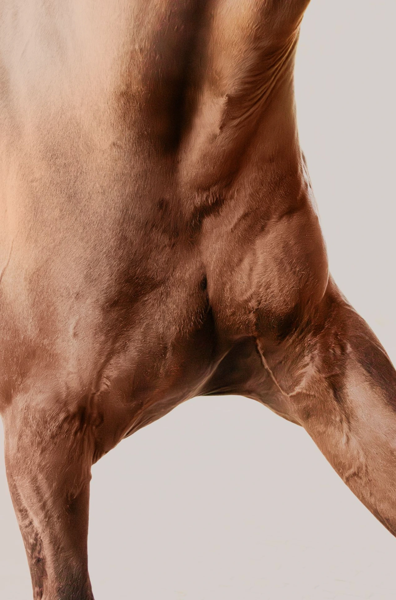 photographie équestre de cheval en belgique