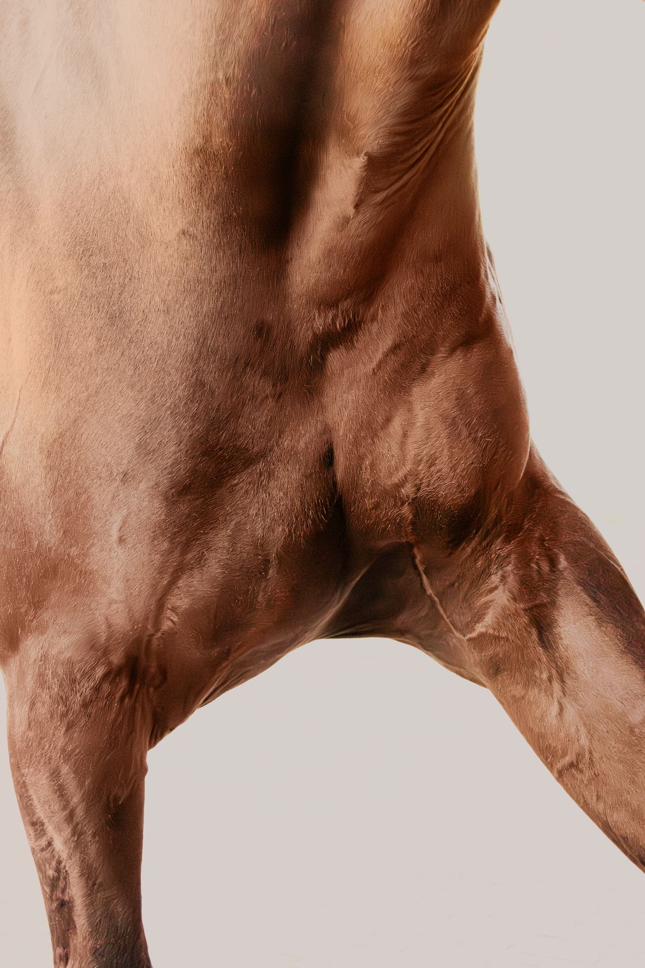 Photographie équestre d'un cheval en Belgique