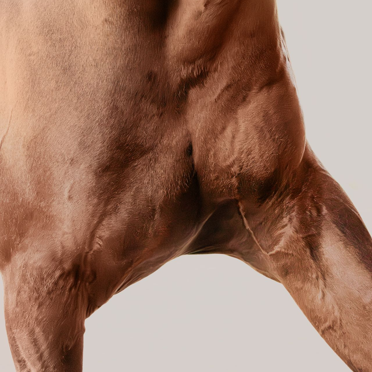 Photographie équestre d'un cheval en Belgique