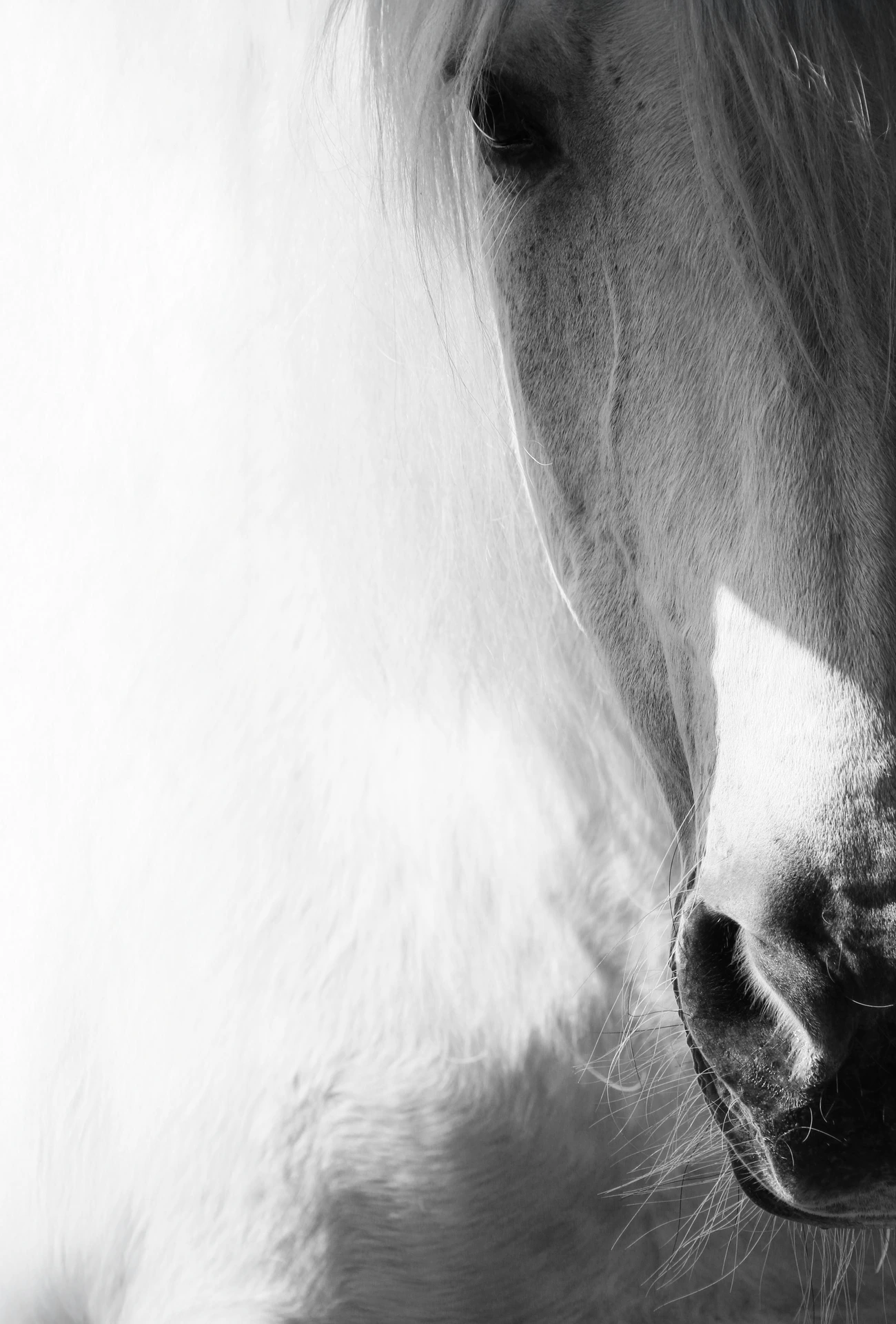 Photographie équestre d'un cheval en extérieur en Belgique
